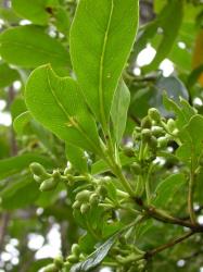 Image: D. Glenny © Landcare Research 2014 